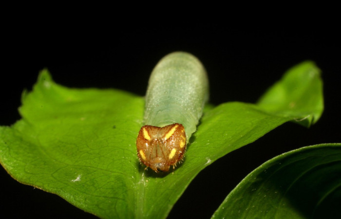Fig.10  Larva <i>Sostrata bifasciata nordica</i> mostrando último estadío , mostrando cabeza frontal, mostrando diferencia entre especies Voucher: 06-SRNP-4803-DHJ410736.jpg