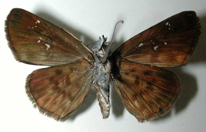 Fig. 12 Adulto <i>Sostrata pusilla</i> mostrando la parte ventral. Voucher:  00-SRNP-1093-DHJ38555.jpg