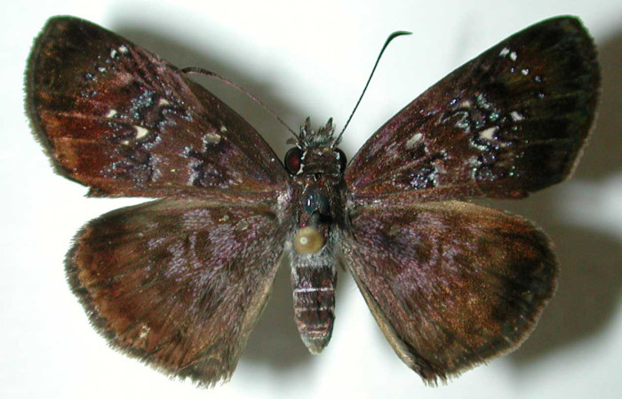 Fig. 2 Adulto <i>Sostrata bifasciata nordica</i> mostrando parte dorsal. Voucher: 01-SRNP-9649-DHJ38550.jpg