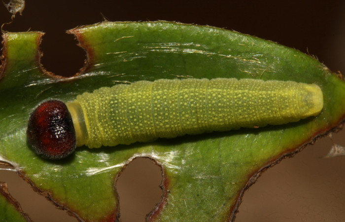  Fig,4  Larva <i>Sostrata pusilla</i> tercer estadío vista dorsal.mostrando parte dorsal. Voucher:  13-SRNP-31576-DHJ701863.jpg