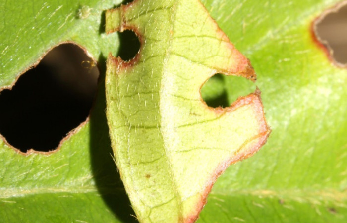 Fig. 5  Larva <i>Sostrata pusilla</i> tercer estadío vista  lateral.mostrando casita Voucher:  13-SRNP-31576-DHJ701859.jpg