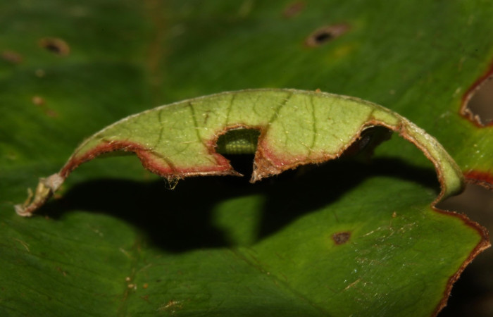 Fig. 6  Larva <i>Sostrata pusilla</i> tercer estadío, casita vista lateral. Voucher: 13-SRNP-31576-DHJ701860.jpg