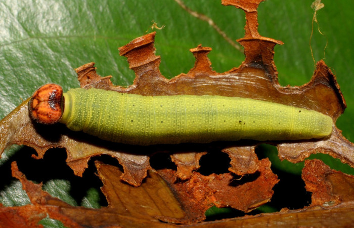 Fig.7 Larva <i>Sostrata pusilla</i> ultimo estadío vista dorsal, mostrando casita en último estadio. Voucher:  06-SRNP-40061-DHJ410044.jpg