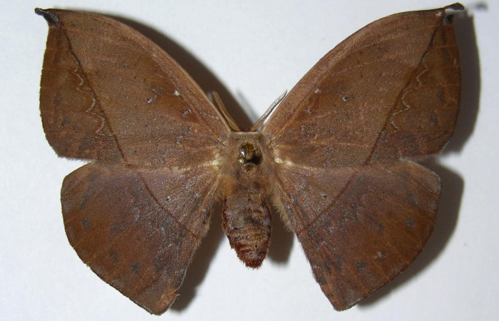 Fig. 19. Hembra de  <i>Oxytenis  modoccidentalis</i> (Saturniidae)  vista dorsal. Voucher: 02-SRNP-29847-DHJ334304.