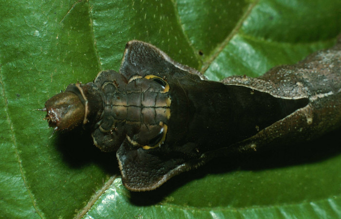 Fig. 4. Detalle cabeza de <i>Oxytenis  naemia</i> (Saturniidae) Planta hospedera <i>Sabiceae panamenis</i> ( Rubiaceae).Voucher: 03-SRNP-12955.1-DHJ78330.