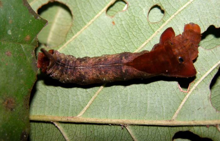 Fig. 12. Larva de <i>Oxytenis  modoccidentalis</i> (Saturniidae) Planta hospedera <i>Amaioua pedicellata</i> (Rubiaceae).Voucher: 03-SRNP-29509-DHJ401310.