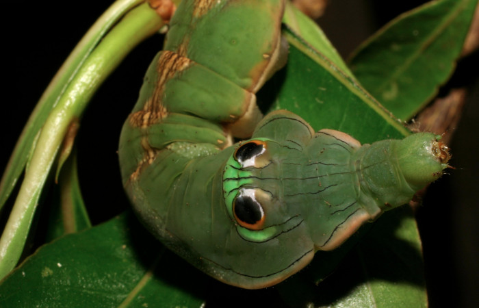Fig. 15. Detalle cabeza <i>Oxytenis  modoccidentalis</i> (Saturniidae) Planta hospedera <i>Augusta rivalis</i> (Rubiaceae).Voucher: 06-SRNP-55099-DHJ409493.