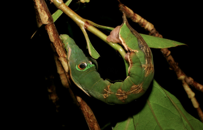 Fig. 14. Larva de <i>Oxytenis  modoccidentalis</i> (Saturniidae) Planta hospedera <i>Augusta rivalis</i> (Rubiaceae).Voucher: 06-SRNP-55099-DHJ409500.