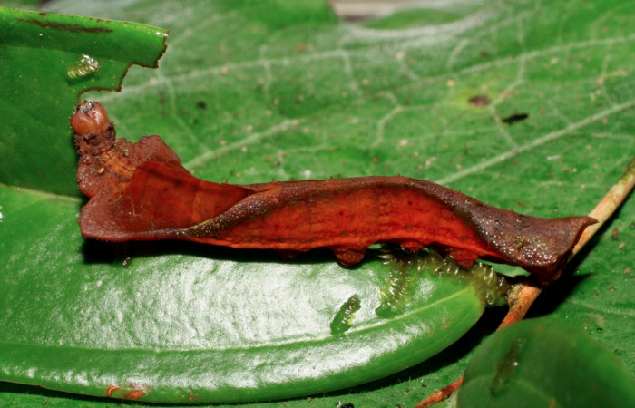 Fig. 9. Larva de <i>Oxytenis  semilunata</i> (Saturniidae) Planta hospedera <i>Satyria panurensis</i> (Ericaceae).Voucher: 06-SRNP-65648-DHJ425733.