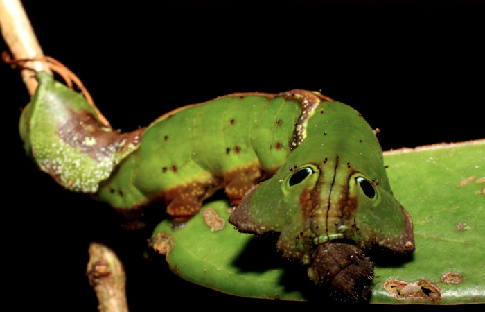 Fig. 10. Larva de <i>Oxytenis  semilunata</i> (Saturniidae) Planta hospedera Satyria panurensis (Ericaceae).Voucher: 10-SRNP-31287-DHJ471862.