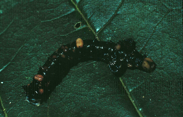 Fig. 11. Larva de <i>Oxytenis  modoccidentalis</i> (Saturniidae) Planta hospedera <i>Genipa americana</i> (Rubiaceae).Voucher: 85-SRNP-43-DHJ8850.