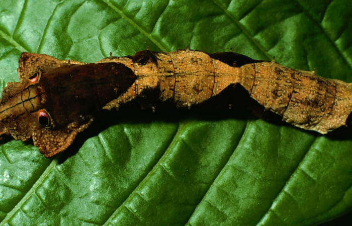 Fig. 1. Larva de <i>Oxytenis  beprea</i> (Saturniidae) alimentandose de <i>Bertiera bracteosa</i> (Rubiaceae).  Voucher: 95-SRNP-4722-DHJ23514.