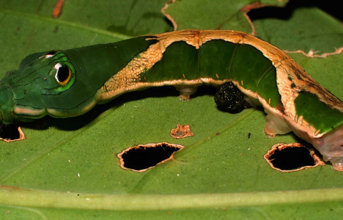 Fig. 13. Larva de <i>Oxytenis  modoccidentalis</i> (Saturniidae) Planta hospedera <i>Posoqueria latifolia</i> (Rubiaceae).Voucher: 99-SRNP-11854-DHJ51644.