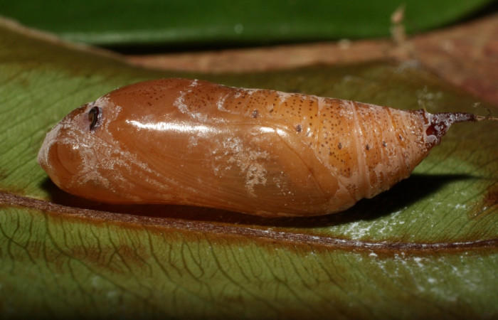 Fig. 12 pupa <i>Udranomia sallydaleyae[/I], mide 19mm. Sendero Natural, Sector Santa Rosa, 290m. 14-SRNP-35371-DHJ490789.jpg