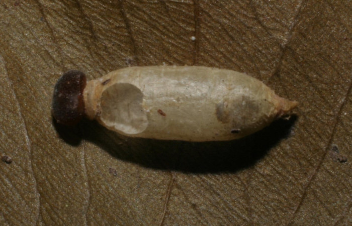 Fig. 15 parásito (Ichneumonidae) que salió de larva <i>Udranomia sallydaleyae[/I], mide 8mm. Sendero Pajarito, Sector Cacao, 600m. 04-SRNP-45301-DHJ400204.jpg