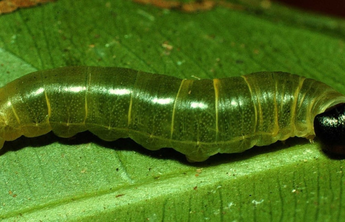 Fig. 17 larva <i>Udranomia sallydaleyae[/I], mide 26mm. Sendero Natural, Sector 12Santa Rosa, 290m.  97-SRNP-4316-DHJ42504.