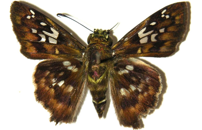 Fig. 19 Adulto <i>Udranomia sallydaleyae</i>, hembra vista dorsal mide 29mm. Sendero Natural, Sector Santa Rosa, 290m. 04-SRNP-45505-DHJ305146.