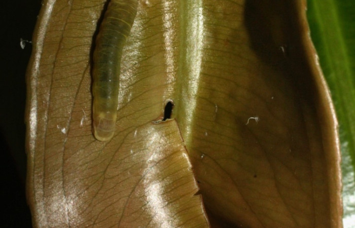 Fig. 6 larva <i>Udranomia sallydaleyae</i>, mide 19mm. Estación Los Almendros, Sector El Hacha, 290m, 290m. 12-SRNP-20748-DHJ493237. 