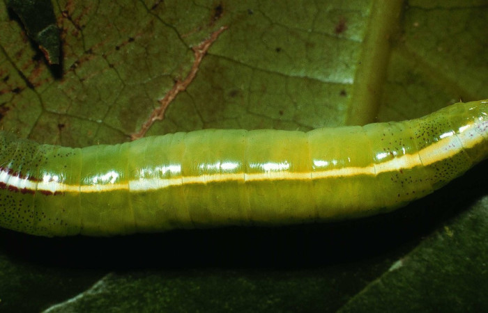 Figura 19. Larva <i>Disphragis</i> Janzen07 (Notodontidae), último estadío (U) vista dorsal, localidad Sendero Abajo, Sector Cacao ACG (1020m). Voucher: 02-SRNP-9816-DHJ67787.jpg.