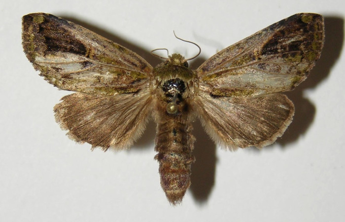 Figura 5. Adulto de <i>Disphragis</i> Janzen22 (Notodontidae), hembra vista dorsal, localidad Quebrada Trigal, Sector Del Oro ACG (290m). Voucher: 03-SRNP-19872-DHJ300348.jpg.