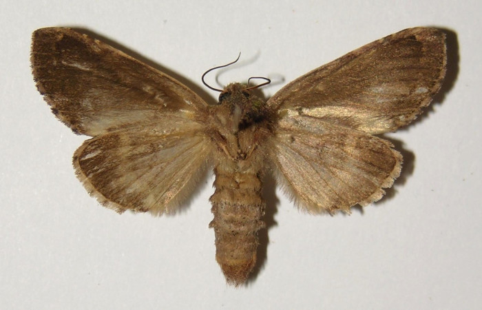 Figura 6. Adulto de <i>Disphragis</i> Janzen22 (Notodontidae), hembra vista ventral, localidad Quebrada Trigal, Sector Del Oro ACG (290m). Voucher: 03-SRNP-19872-DHJ300349.jpg.