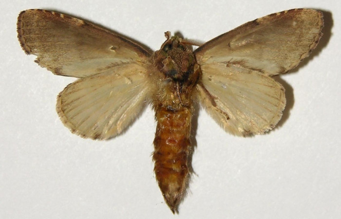 Figura 8. Adulto de <i>Disphragis</i> Janzen22 (Notodontidae), macho vista ventral, localidad Tangelo, Sector Del Oro ACG (410m). Voucher: 03-SRNP-19879-DHJ301805.jpg.