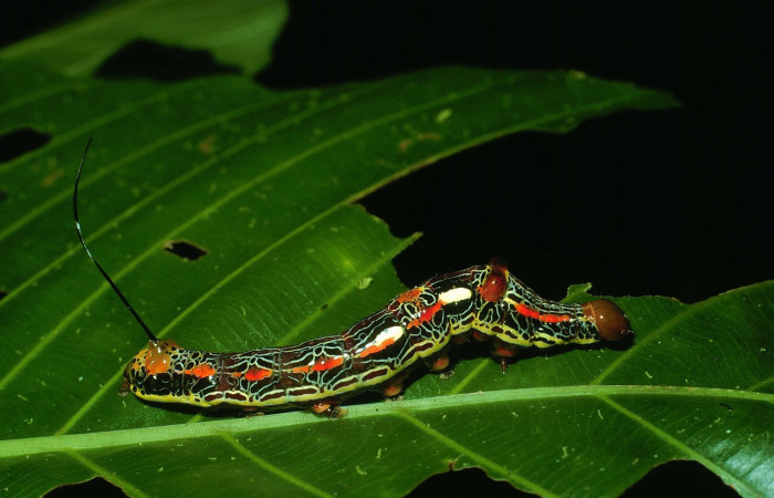 Figura 29. Larva <i>Disphragis perses</i> (Notodontidae), último estadío (U) vista lateral, localidad Rio Blanco Abajo, Sector San Cristóbal ACG (500m). Voucher: 03-SRNP-34559-DHJ79888.jpg.