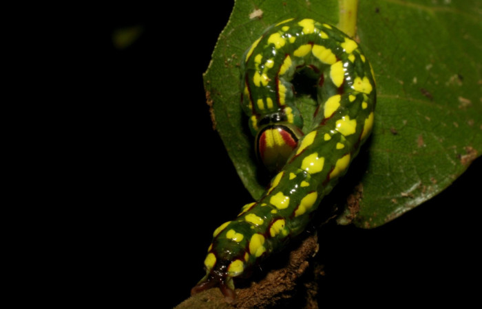 Figura 9. Larva <i>Disphragis danala</i> (Notodontidae), último estadío (U) vista dorsal, localidad Quebrada Otilio, Sector Cacao ACG (550m). Voucher: 05-SRNP-48721-DHJ408115.jpg.