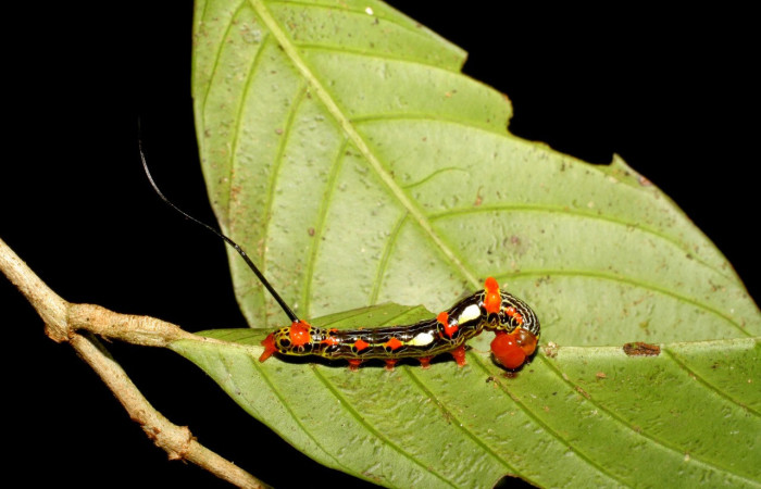 Figura 33. Larva <i>Disphragis</i> persesDHJ03 (Notodontidae), último estadío (U) vista lateral, localidad Sendero Laguna, Sector Pitilla ACG (680m). Voucher: 06-SRNP-31782-DHJ412893.jpg.