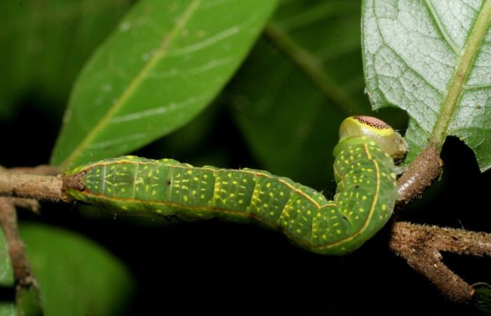 Figura 17. Larva <i>Disphragis</i> onerosaDHJ01 (Notodontidae), último estadío (U) vista dorsal, localidad Sendero Mora, Sector Mundo Nuevo ACG (480m). Voucher: 07-SRNP-59536-DHJ429194.jpg.