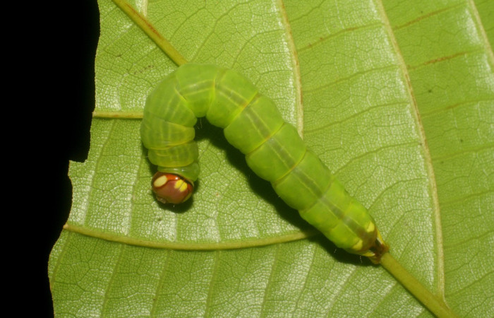 Figura 11. Larva <i>Disphragis</i> danalaICG01 (Notodontidae), último estadío (U) vista dorsal, localidad Finca San Gabriel, Sector San Cristóbal ACG (645m). Voucher: 08-SRNP-2679-DHJ437404.jpg.