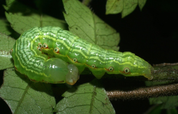 Figura 23. Larva <i>Disphragis ligata</i> (Notodontidae), último estadío (U) vista dorsal, localidad Sendero Cima, Sector Cacao ACG (1460m). Voucher: 08-SRNP-35735-DHJ441236.jpg.