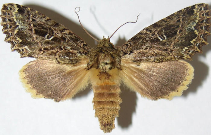 Figura 24. Adulto de <i>Disphragis ligata</i> (Notodontidae), vista dorsal, localidad Sendero Cima, Sector Cacao ACG (1460m). Voucher: 08-SRNP-36046-DHJ397338.jpg.