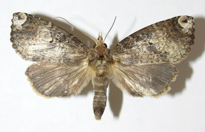 Figura 34. Adulto de <i>Disphragis</i> persesDHJ03 (Notodontidae), vista dorsal, localidad Sendero Laguna, Sector Pitilla ACG (680m). Voucher: 09-SRNP-31092-DHJ507034.jpg.