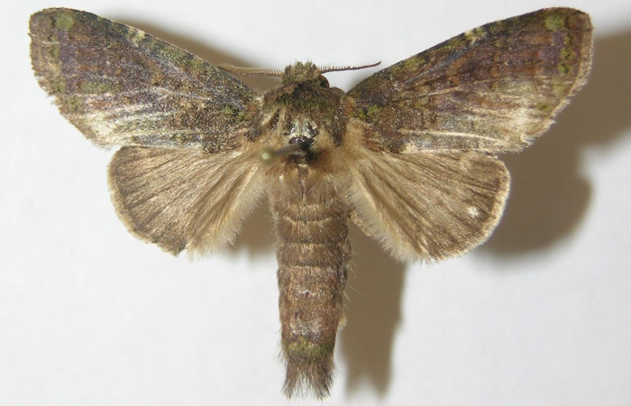 Figura 1. Adulto de <i>Disphragis</i> Janzen22 (Notodontidae), vista dorsal, localidad Quebrada Serrano, Sector Del Oro ACG (585m). Voucher: 10-SRNP-21782-DHJ537470.jpg.