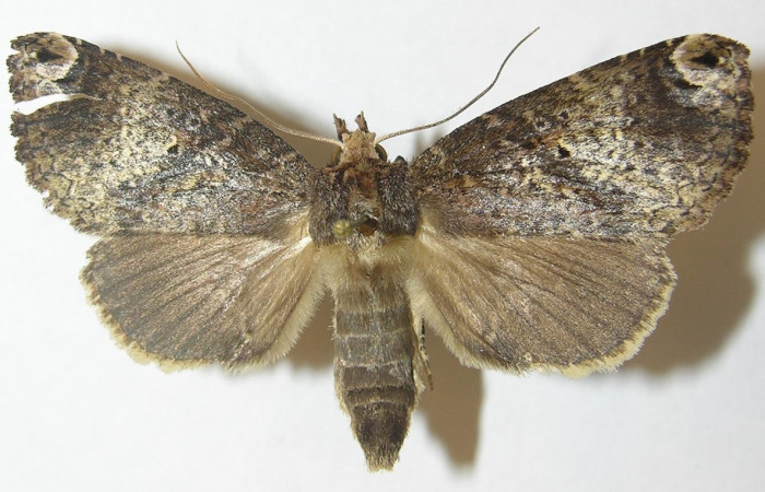 Figura 30. Adulto de <i>Disphragis perses</i> (Notodontidae), vista dorsal, localidad Quebrada Serrano, Sector Del Oro ACG (585m). Voucher: 10-SRNP-21803-DHJ537522.jpg.