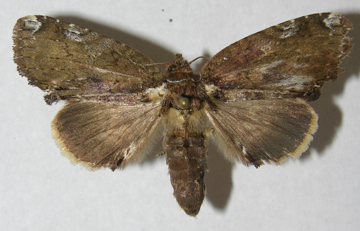 Figura 16. Adulto de <i>Disphragis exarmata</i> (Notodontidae), vista dorsal, localidad Vuelta Peligrosa, Sector El Hacha ACG (280m). Voucher: 12-SRNP-21942-DHJ569462.jpg.