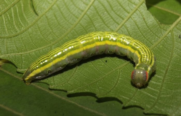 Figura 21. Larva <i>Disphragis</i> tharisICG01 (Notodontidae), último estadío (U) vista dorsal, localidad Medrano Estación Biológica Quica, Sector Pitilla ACG (380m). Voucher: 14-SRNP-71131-DHJ723299.jpg.