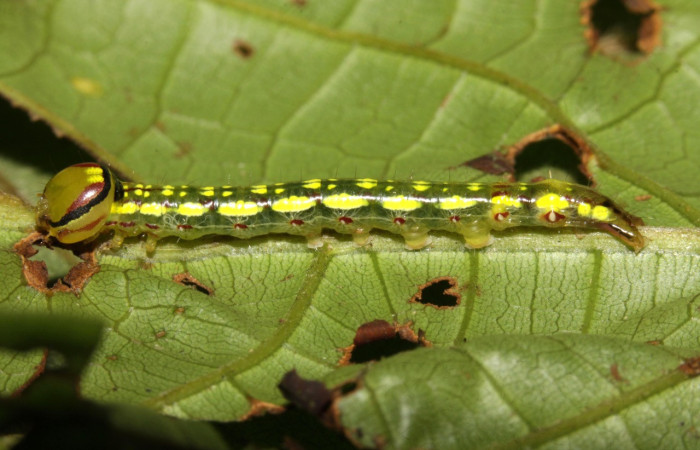 Figura 13. Larva <i>Disphragis</i> danalaDHJ04 (Notodontidae), último estadío (U) vista lateral, localidad Sendero Orosilito, Sector Pitilla ACG (900m). Voucher: 16-SRNP-30165-DHJ729232.jpg.
