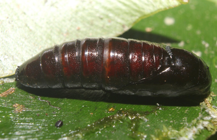 Figura 4. Pupa de <i>Disphragis</i> Janzen22 (Notodontidae), vista dorsal, localidad Leonel Estación Biológica Quica, Sector Pitilla ACG (510m). Voucher: 18-SRNP-70790-DHJ742089.jpg.