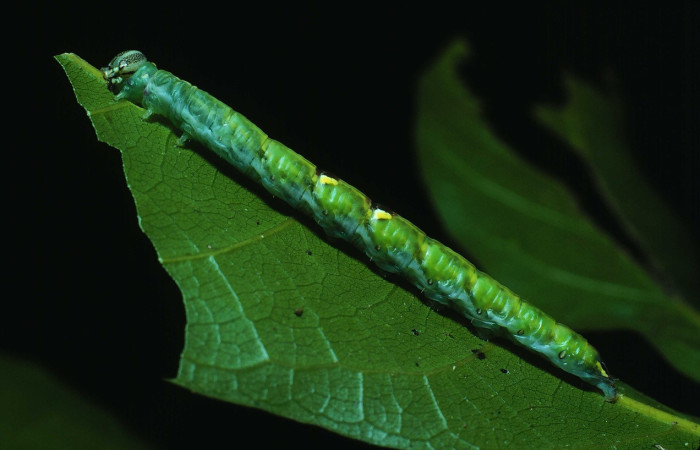 Figura 15. Larva <i>Disphragis exarmata</i> (Notodontidae), último estadío (U) vista lateral, localidad Bosque Humedo, Sector Santa Rosa ACG (290m). Voucher: 82-SRNP-795-DHJ4655.jpg.