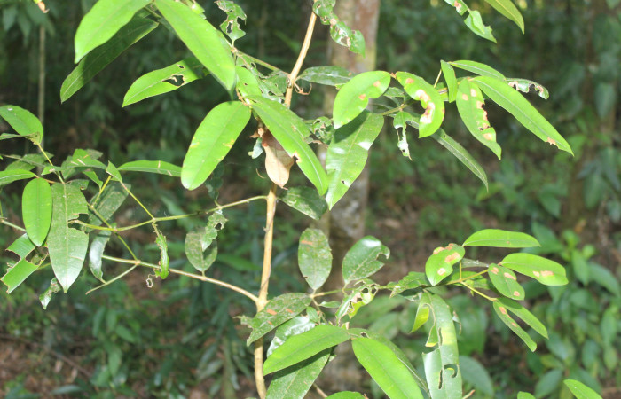 Figura 35. Planta hospedera de <i>Disphragis</i> Janzen22 (Notodontidae), planta llamada <i>Calophyllum brasiliense</i> (Calophyllaceae), localidad Molina Estación Biológica Quica, Sector Pitilla ACG (465m). Foto: Ricardo Calero, 23 Marzo 2024.