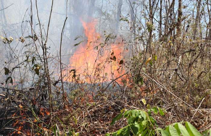 Incendio forestal Altamira-Parque Nacional Guanacaste  Abril 2024  Foto:Melissa Espinoza