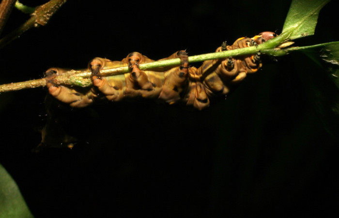 Figura 12. <i>Elymiotis plechelm</i> (Notodontidae). Vista ventral. Voucher 05-SRNP-19315- DHJ403409.