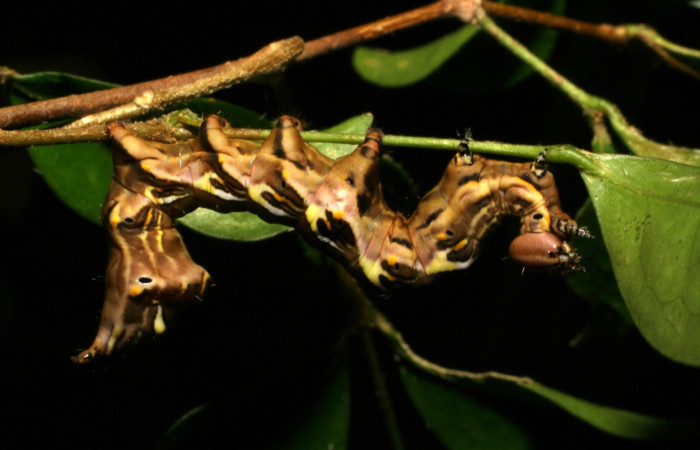 Figura 11. <i>Elymiotis plechelm</i> (Notodontidae). Vista lateral. Voucher 05-SRNP-19315- DHJ403410.