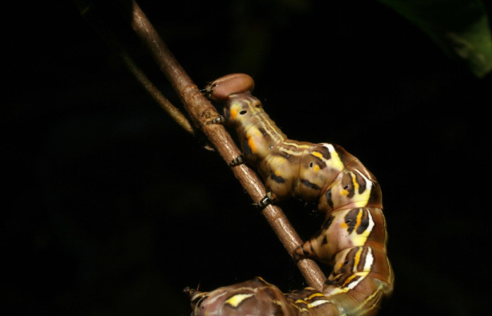 Figura 9. <i>Elymiotis plechelm</i> (Notodontidae). Vista lateral. Voucher 05-SRNP-19315- DHJ403413.