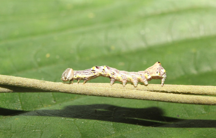 Figura 2. <i>Elymiotis plechelm</i> (Notodontidae). Vista lateral. Voucher 17- SRNP-70395-DHJ733687.