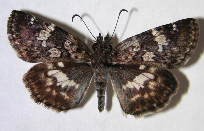 Fig 12. Adulto <i>Chiothion georgina</i> familia Hesperiidae, vista dorsal, en alas abiertas mide 32 mm. Voucher 07-SRNP-12184-DHJ369526.