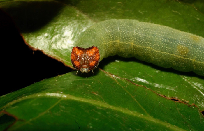 Fig. 2. Larva <i>Chiothion georgina</i>, vista frontal, tiene de largo 25 mm en último estadio, Estación Biológica Quica. Voucher 08-SRNP-72679-DHJ447428.jpg.