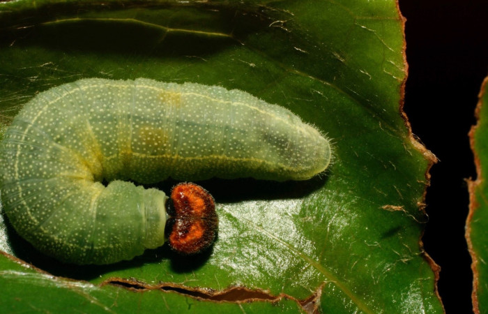 Fig. 3.Larva <i>Chiothion georgina</i>, vista dorsal entero, tiene de largo 25 mm en último estadio. Estación Biológica Quica. Voucher 08-SRNP-72679-DHJ447430.jpg.